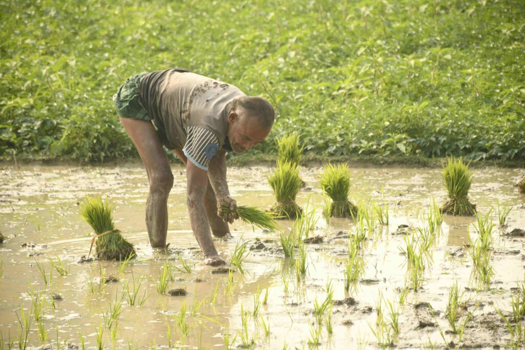 rural agro bangladesh