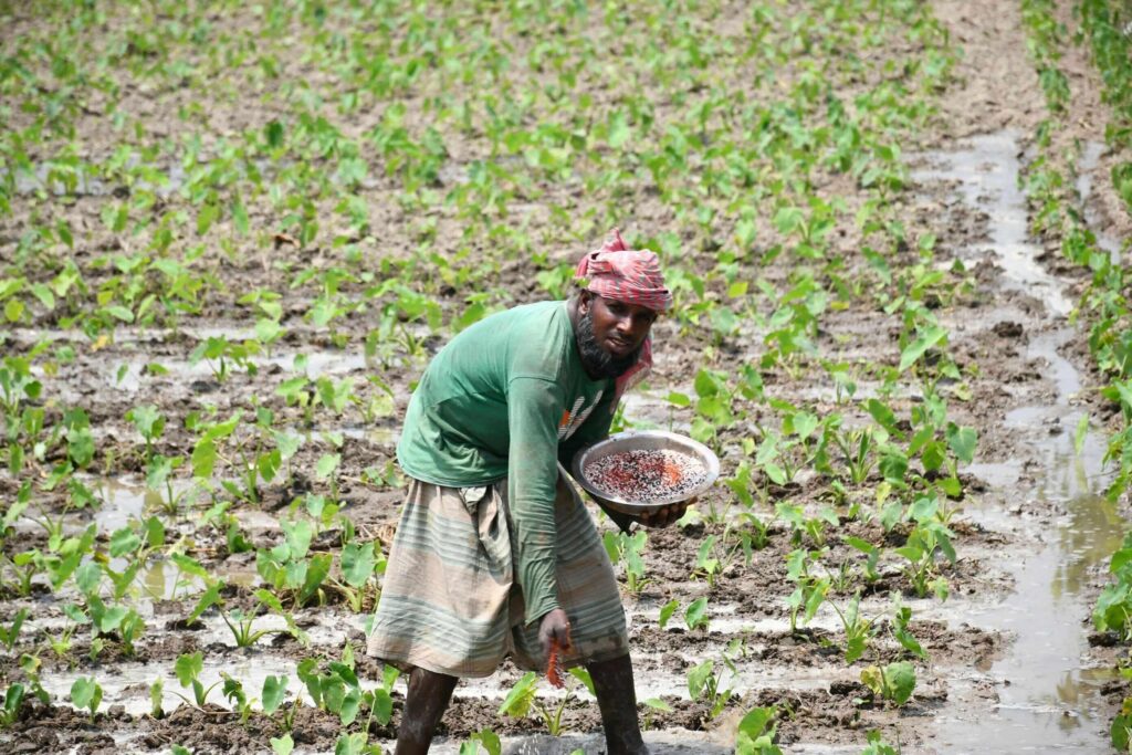 rsz traditional agriculture in bangladesh